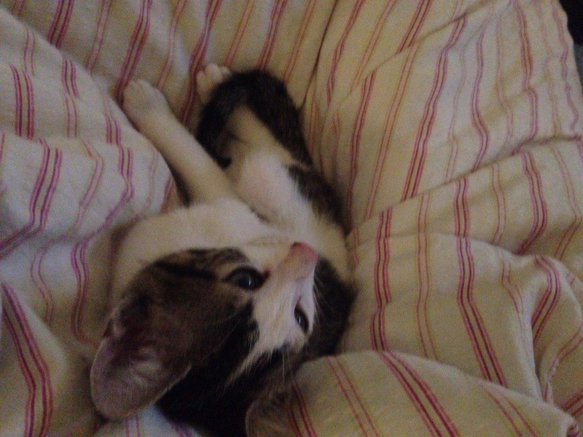 Huskat Baloo billede 6