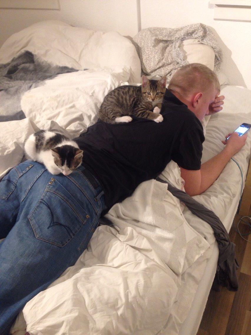 Huskat Baloo billede 7