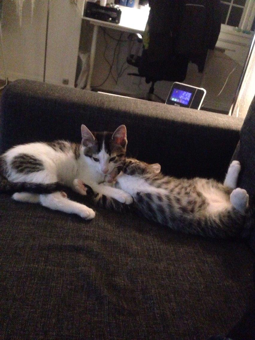 Huskat Baloo billede 8