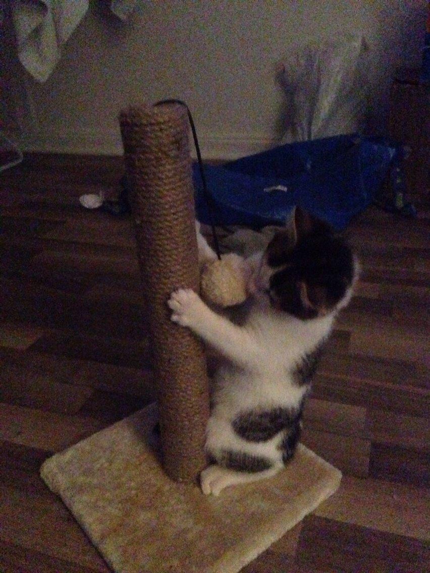 Huskat Baloo billede 11