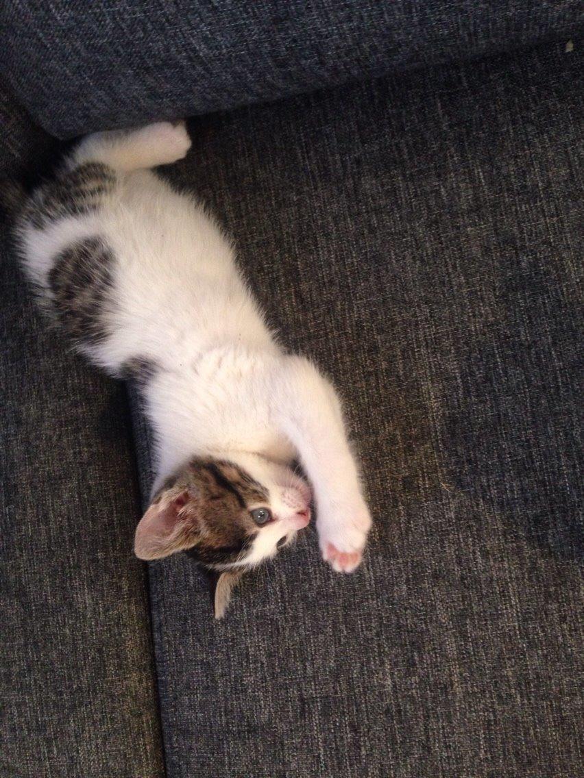 Huskat Baloo billede 12