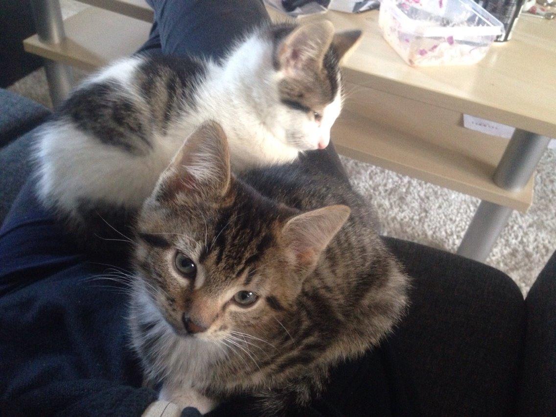 Huskat Tiger billede 1