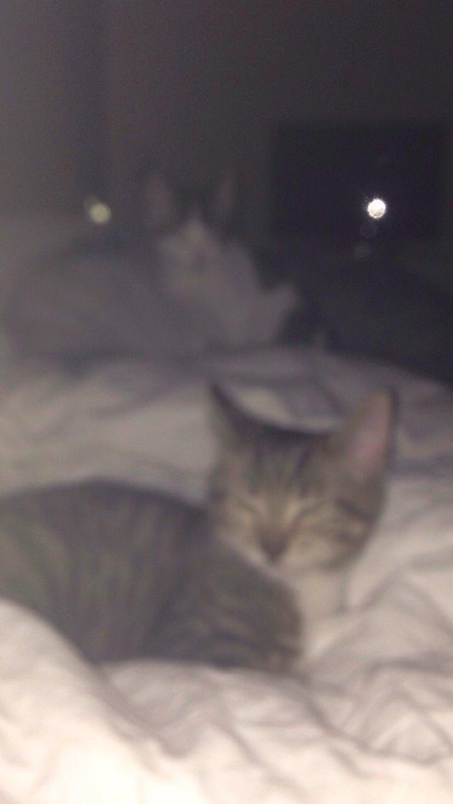 Huskat Tiger billede 3