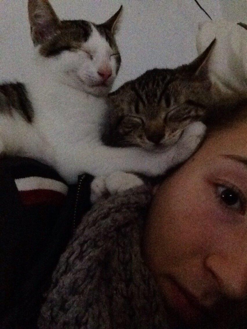 Huskat Tiger billede 2