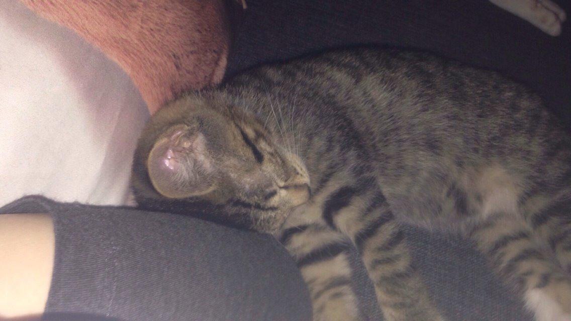 Huskat Tiger billede 5