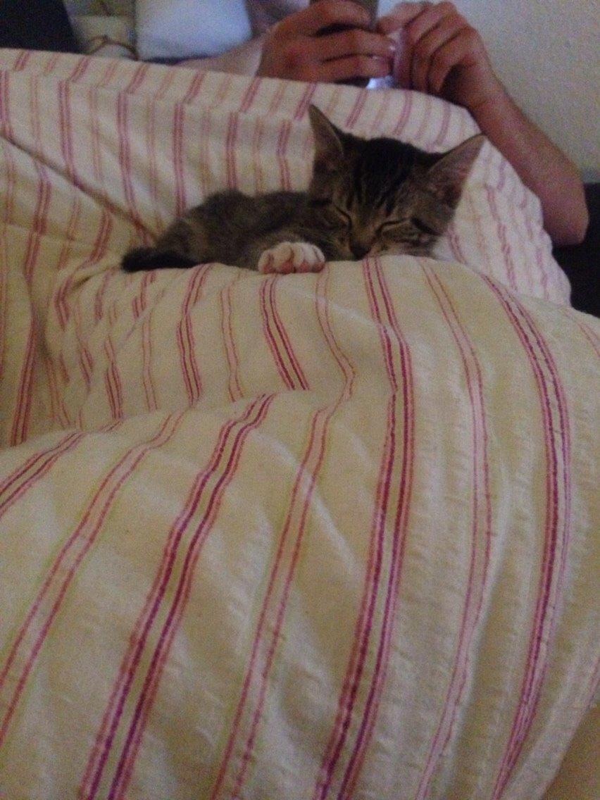 Huskat Tiger billede 6