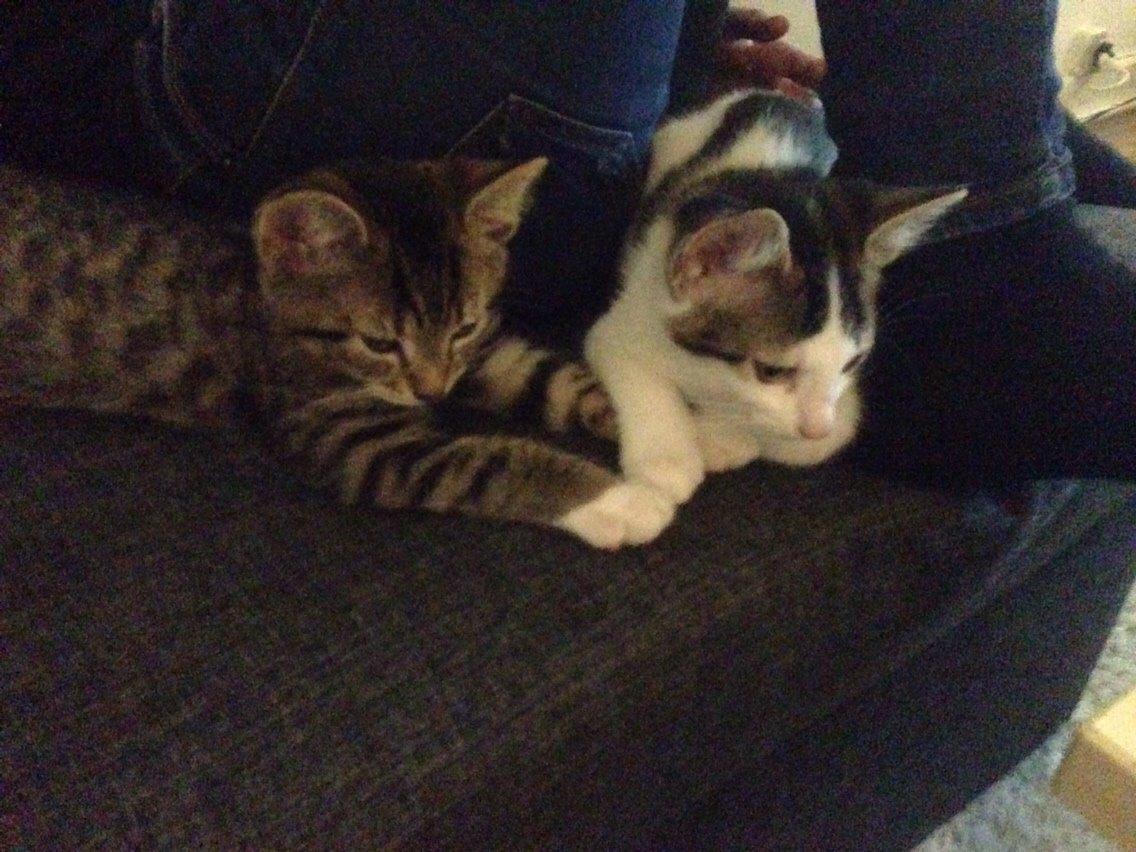 Huskat Tiger billede 8