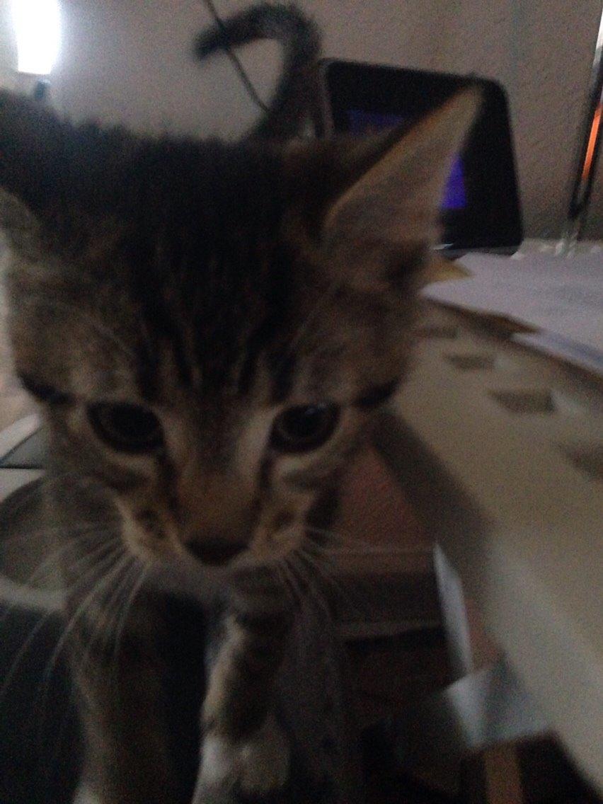 Huskat Tiger billede 9