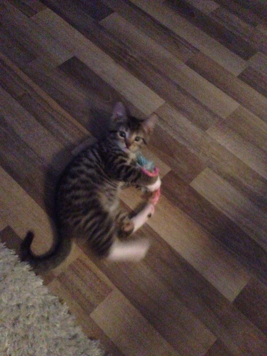 Huskat Tiger billede 10