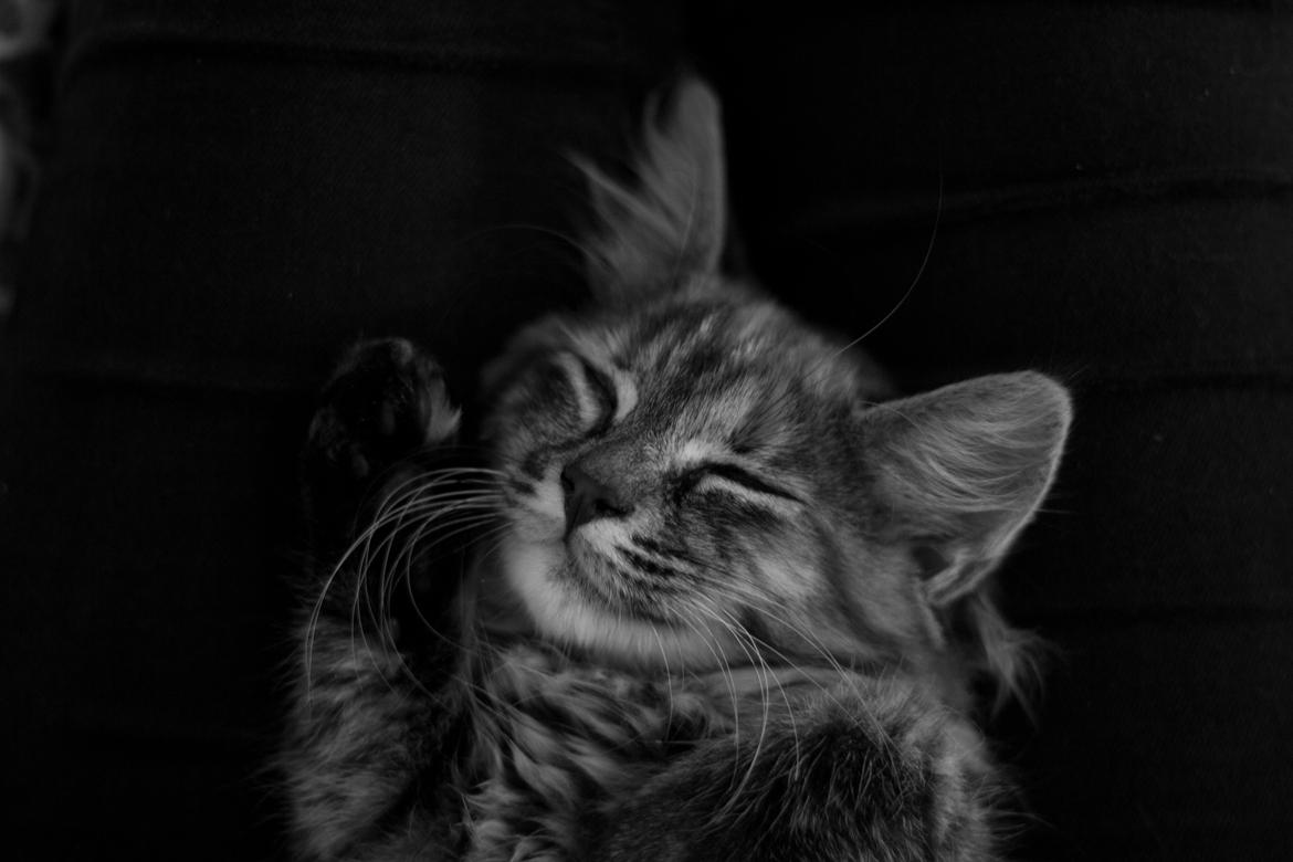 Blanding af racer Marie billede 1