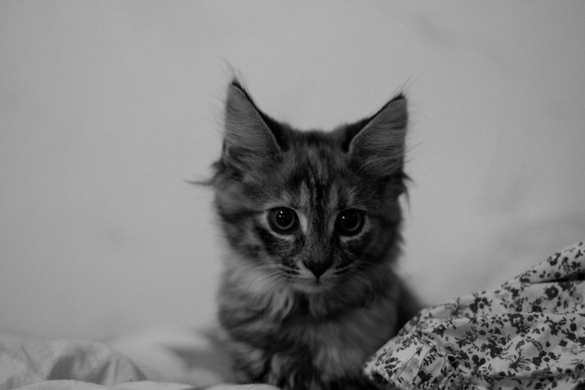 Blanding af racer Marie billede 2