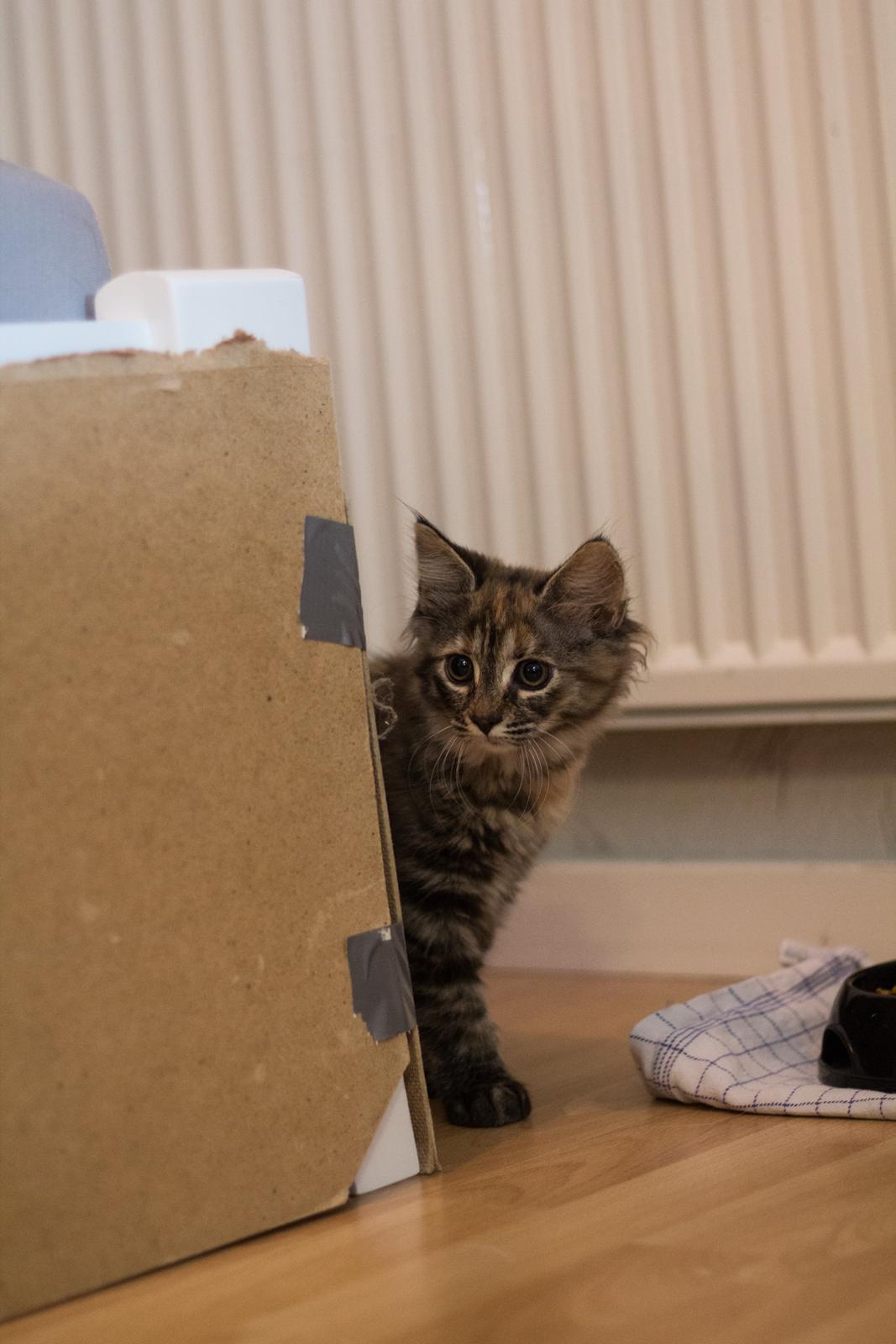 Blanding af racer Marie billede 3