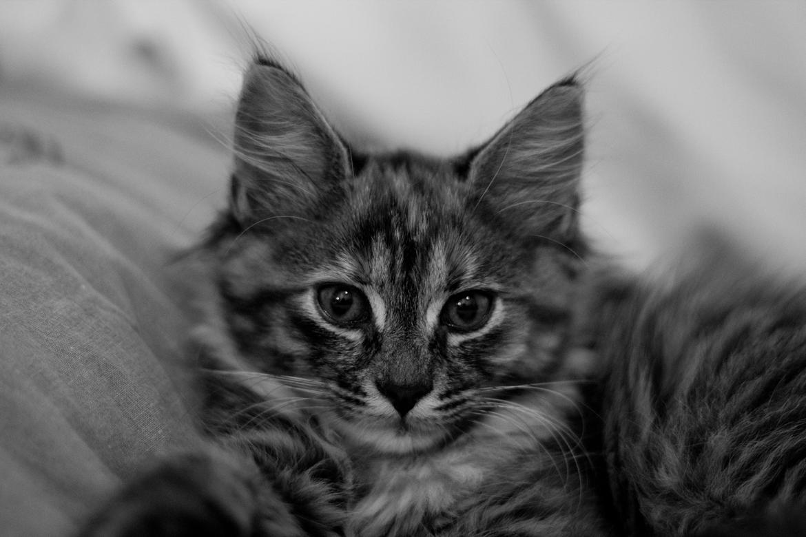 Blanding af racer Marie billede 4