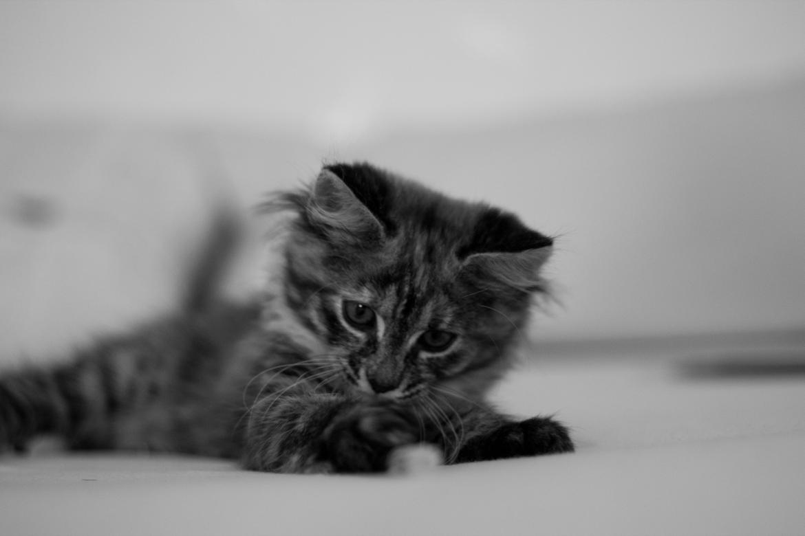 Blanding af racer Marie billede 5