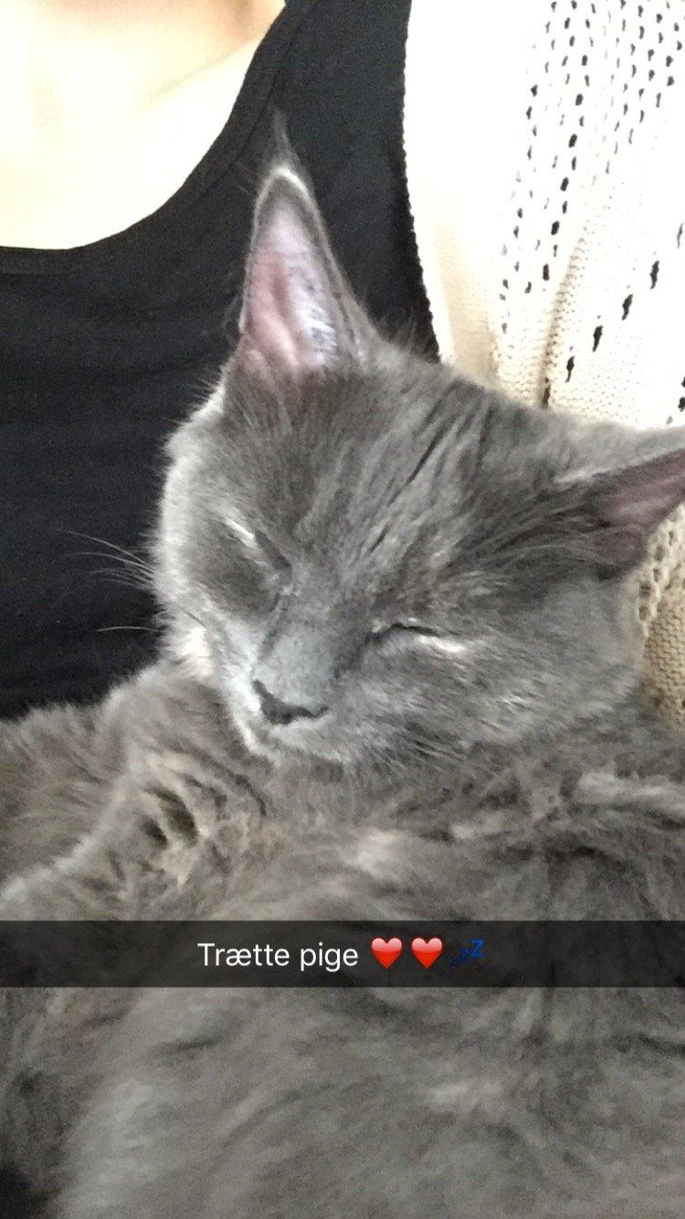 Huskat Luna - Sødeste killinge pige 😻 billede 3