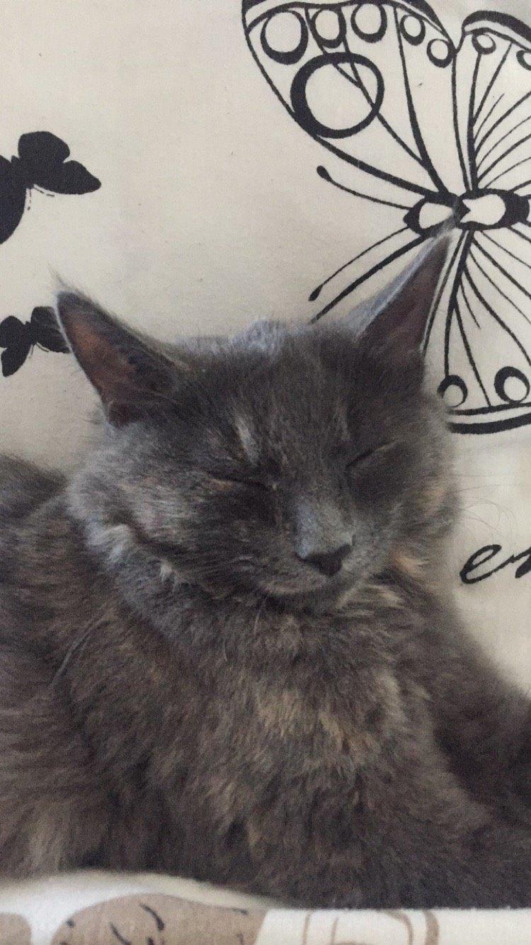 Huskat Luna - Luna eeelsker at putte hos os ❤️ billede 4