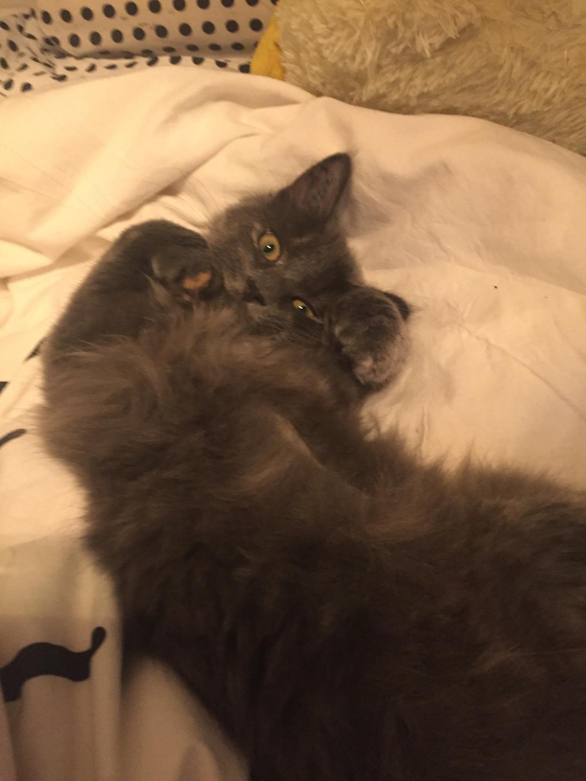 Huskat Luna - Luna ❤️ billede 5