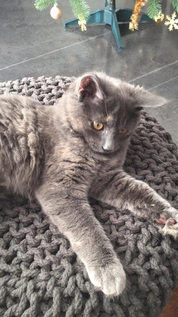 Huskat Luna - Luna er en bølle når hun ikke sover 😄 billede 2