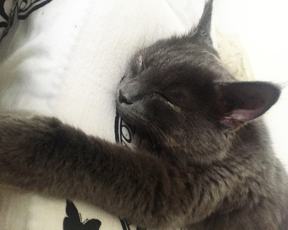 Huskat Luna - Luna ❤️ billede 1