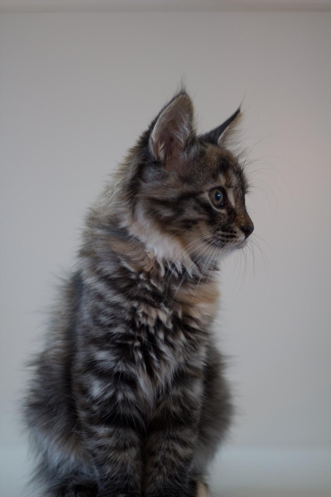 Blanding af racer Marie billede 6