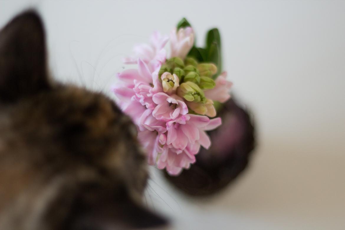 Blanding af racer Marie - Marie ville lige kigge med da jeg tog billeder af en blomst billede 8