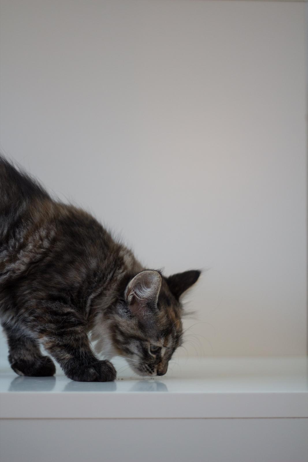 Blanding af racer Marie billede 7