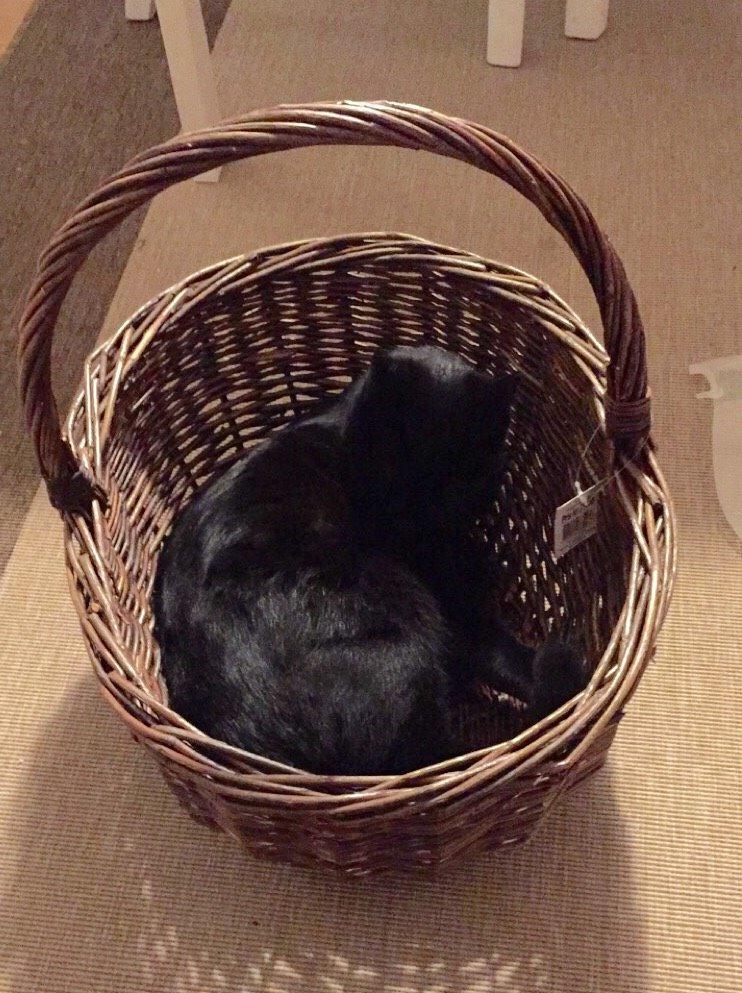 Huskat Figaro billede 21