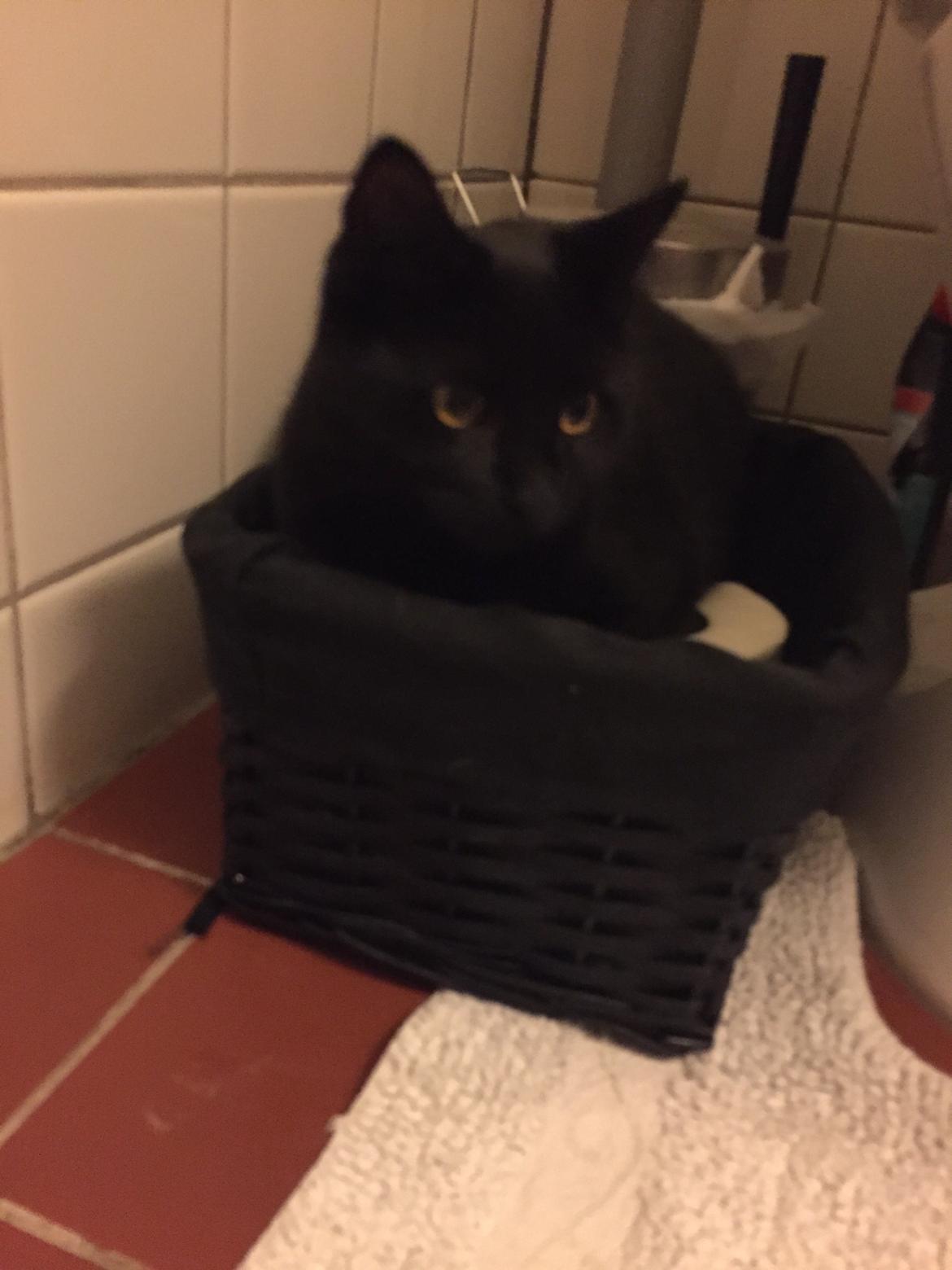 Huskat Figaro billede 27