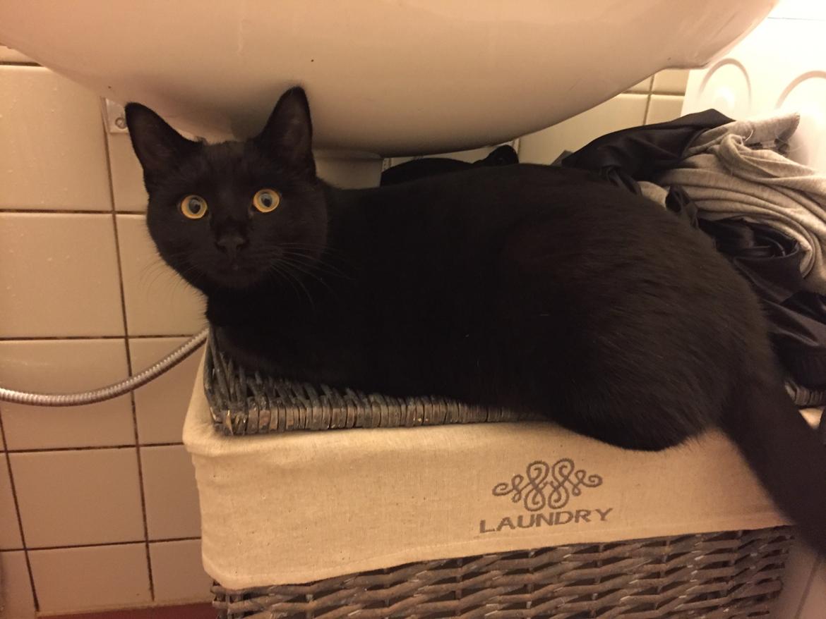 Huskat Figaro billede 28