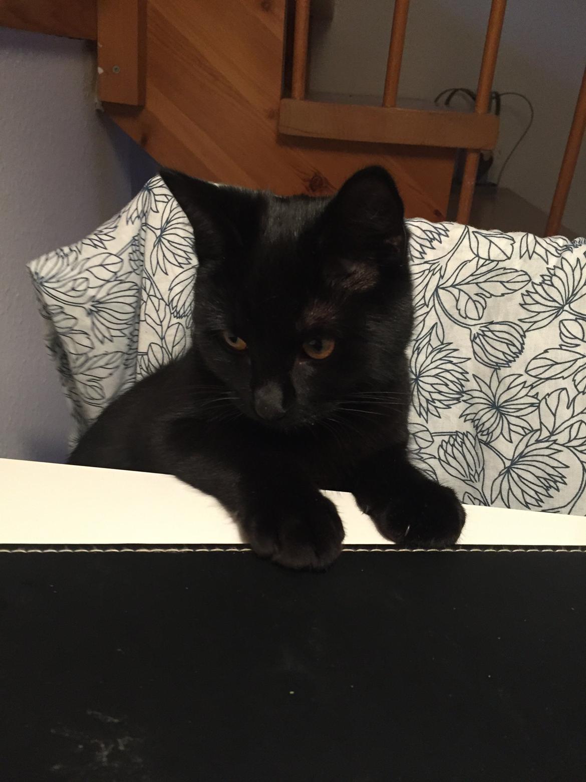 Huskat Figaro billede 22