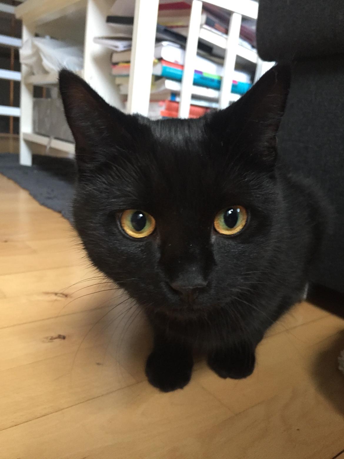 Huskat Figaro billede 32