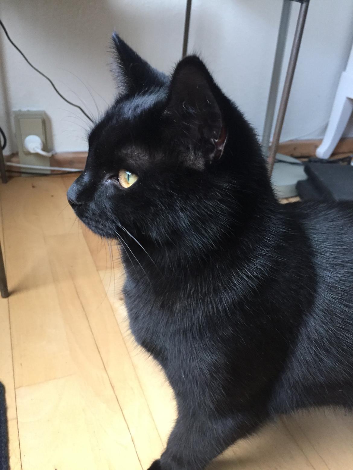 Huskat Figaro billede 33