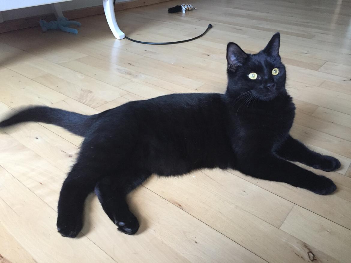 Huskat Figaro billede 34