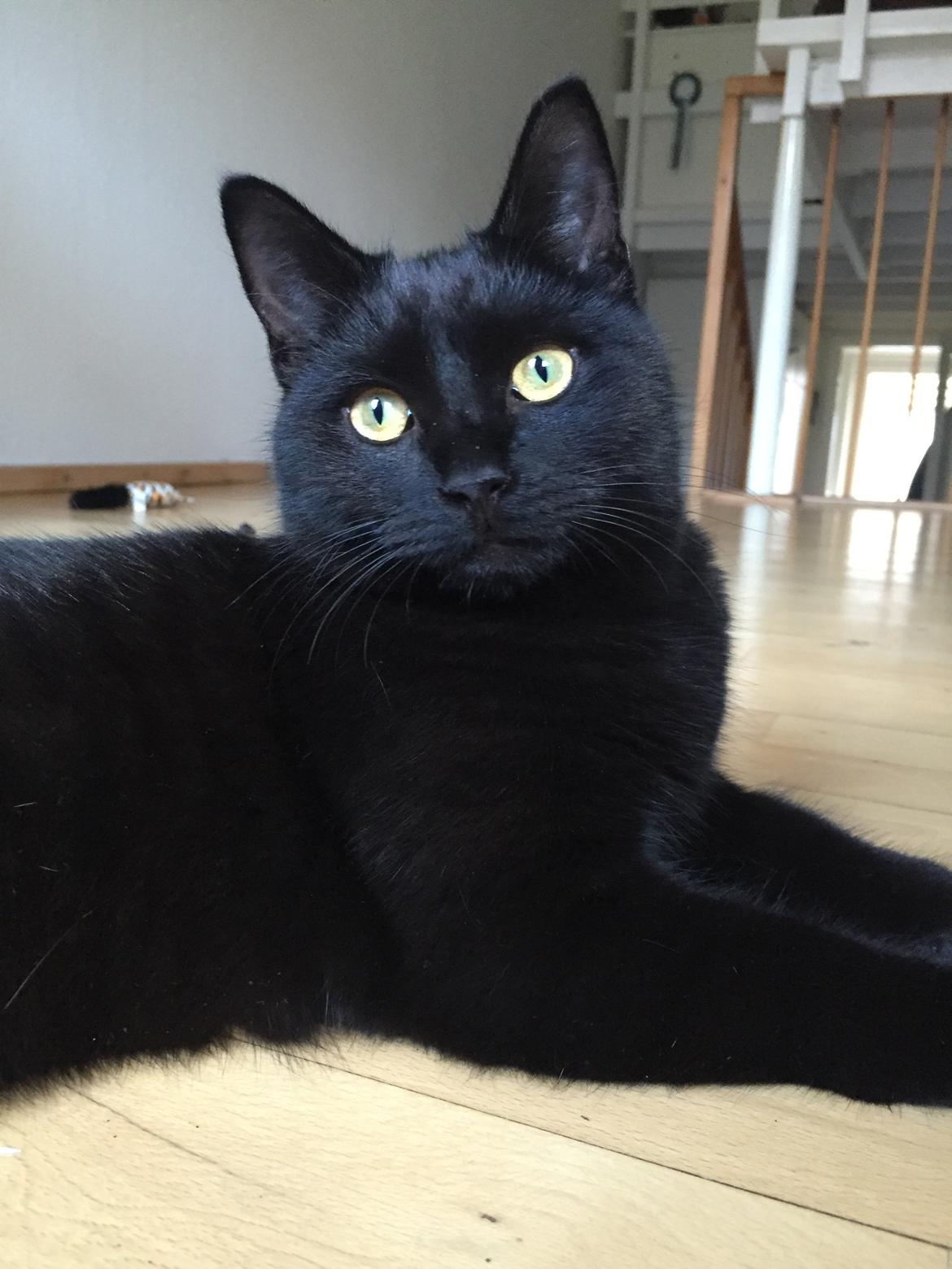 Huskat Figaro billede 35