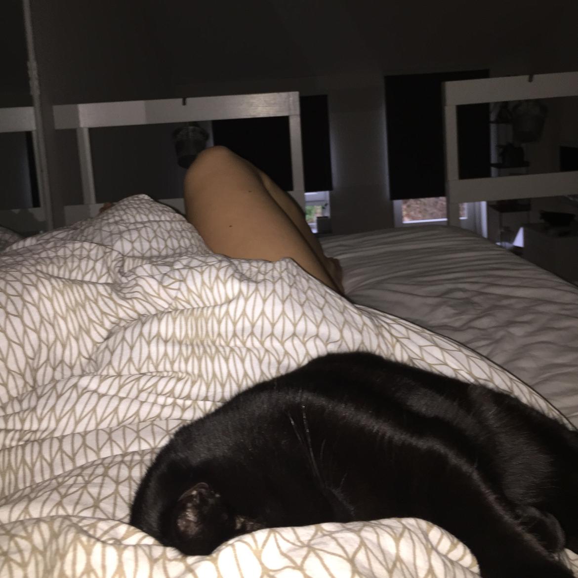 Huskat Figaro billede 29