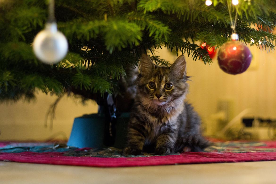 Blanding af racer Marie billede 9