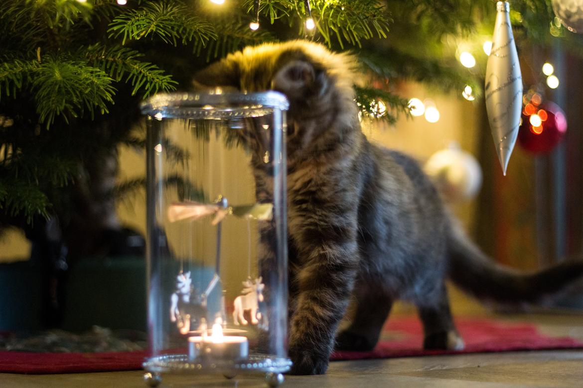 Blanding af racer Marie billede 10