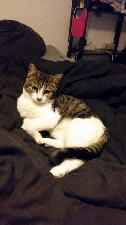 Huskat Jytte billede 1