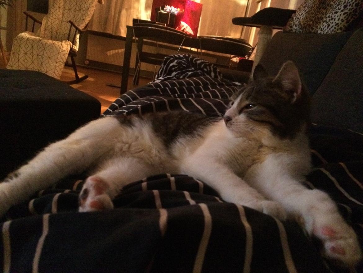 Huskat Jytte billede 2