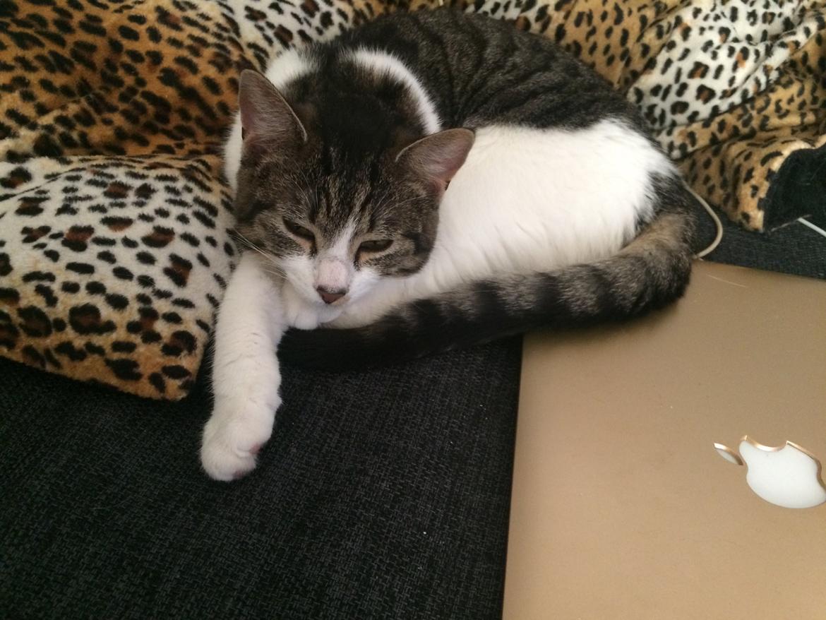 Huskat Jytte billede 3