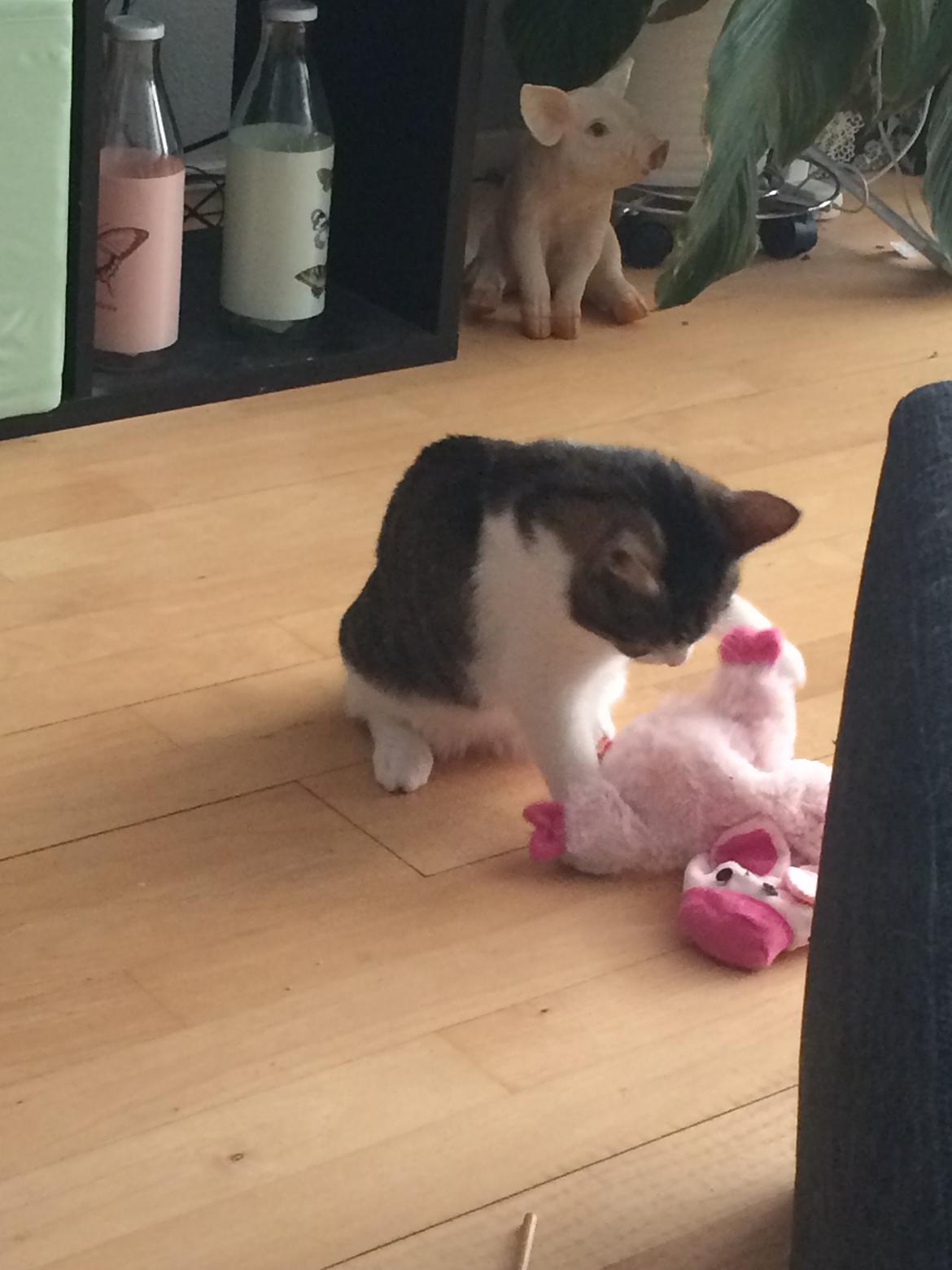 Huskat Jytte billede 4