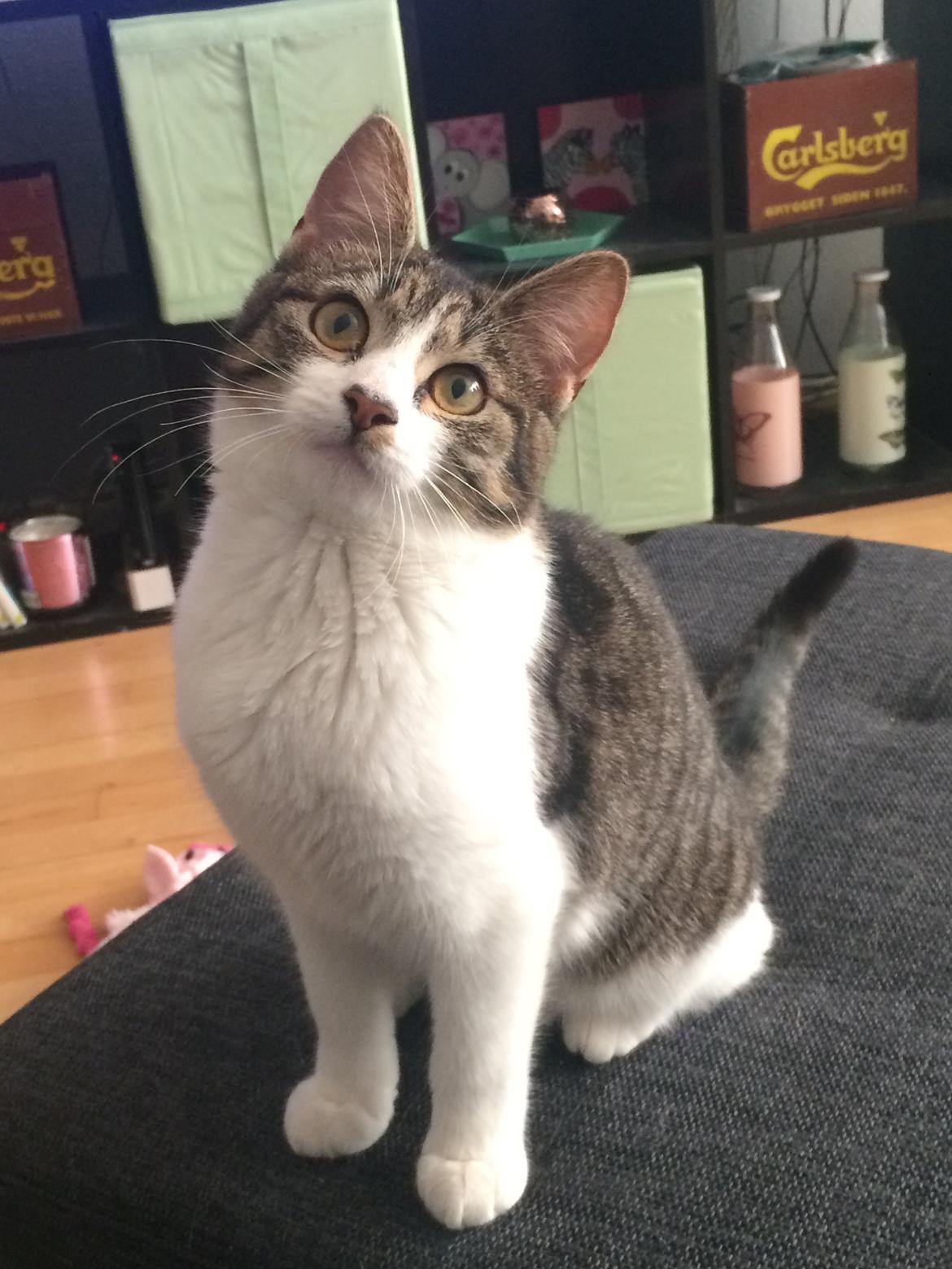 Huskat Jytte billede 5