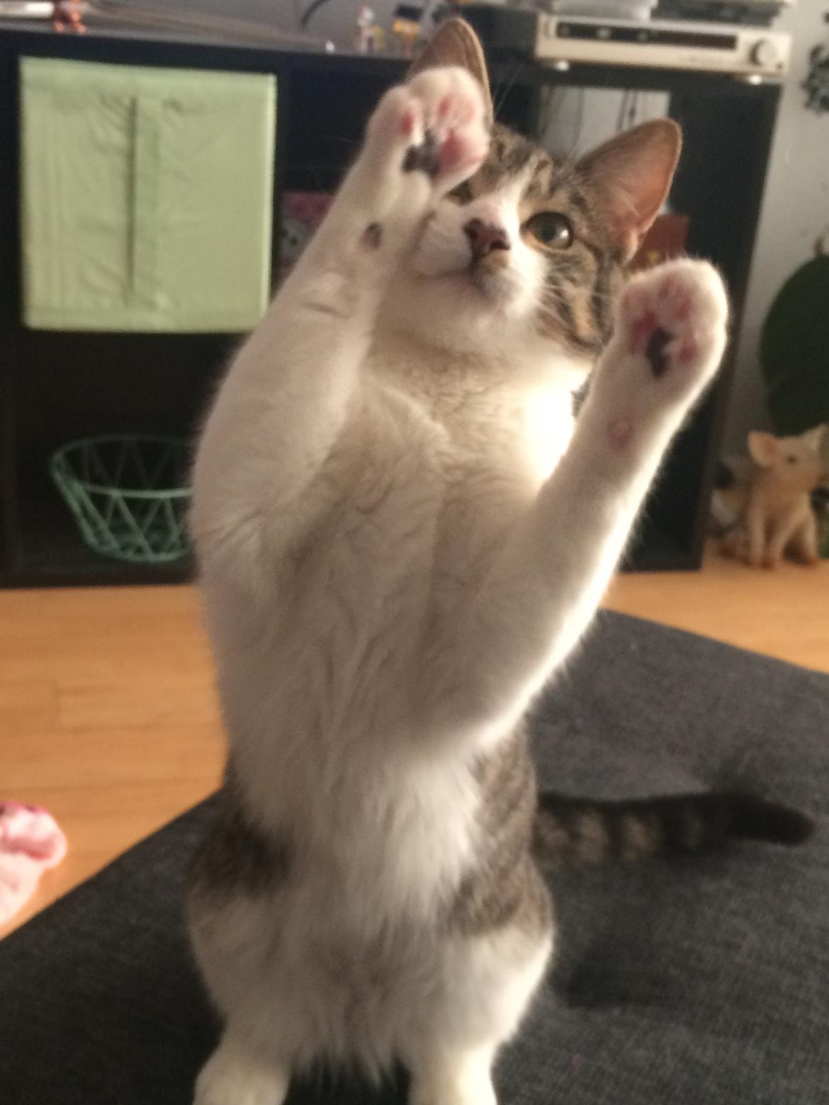 Huskat Jytte billede 6