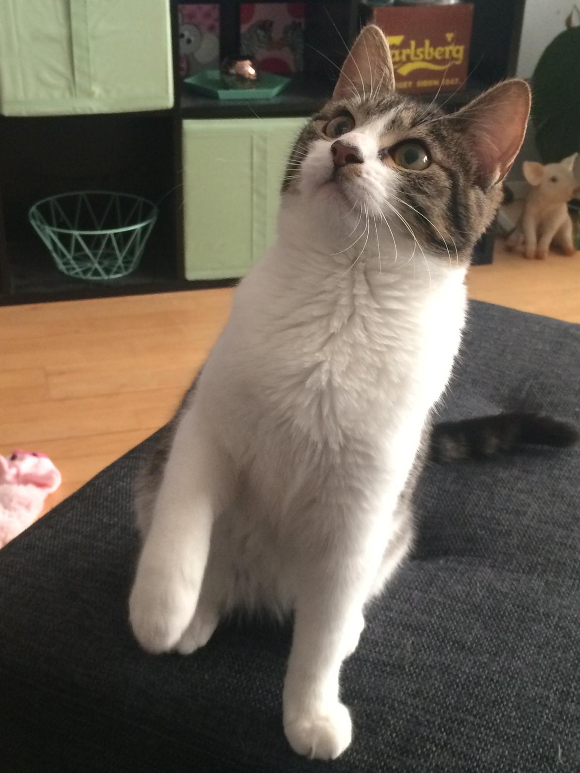 Huskat Jytte billede 7