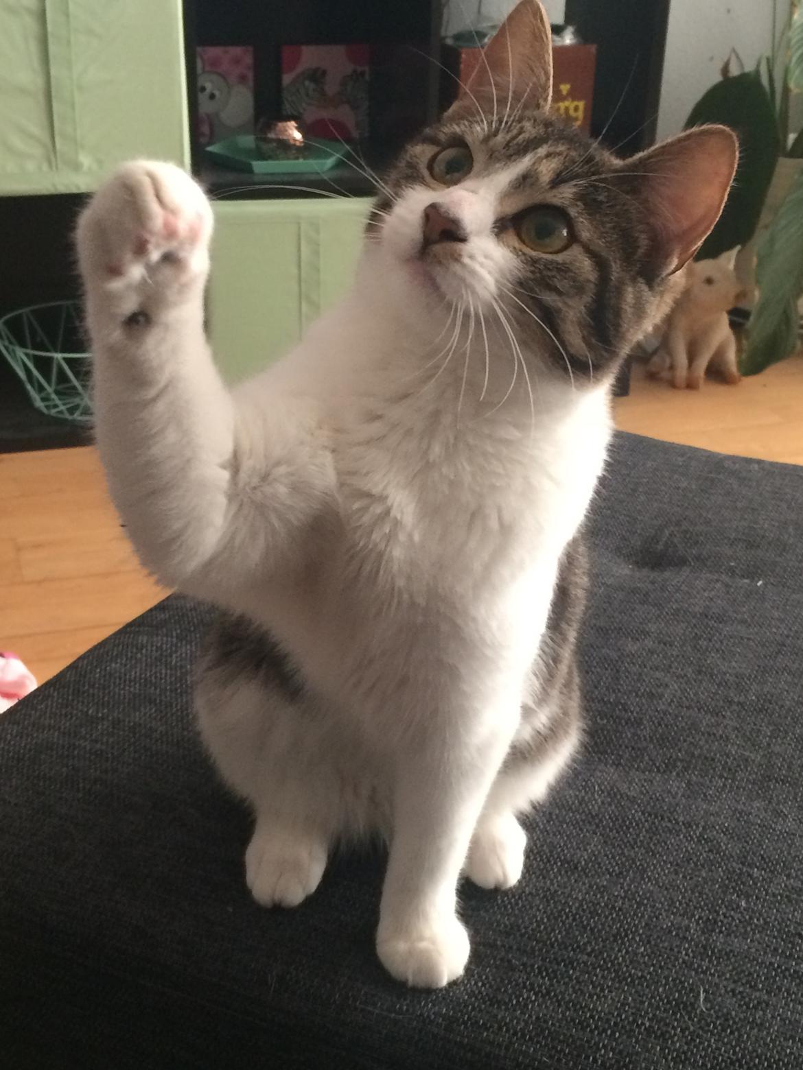 Huskat Jytte billede 8