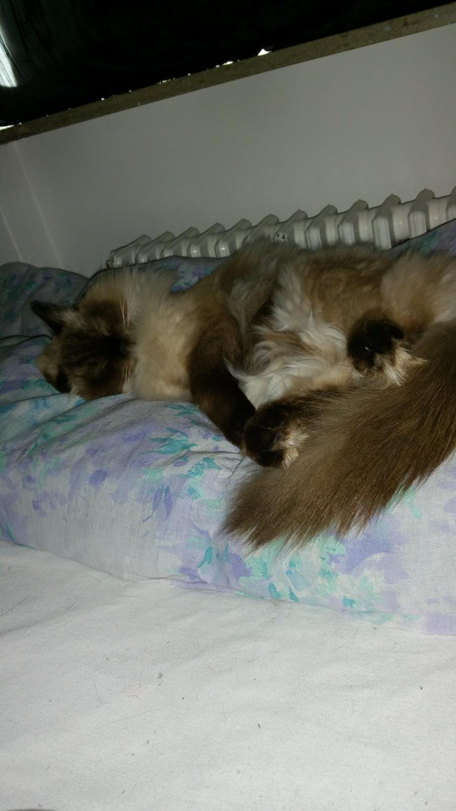 Ragdoll DK Vandoll Youthfull Yoda rag n billede 4