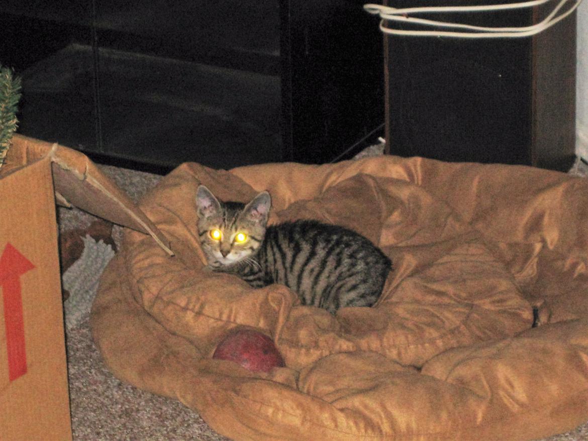 Huskat Horse - Første aften stjal hun hundens ene kurv billede 2