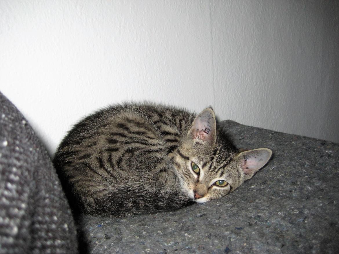 Huskat Horse - Nu igen, flere billeder kan du blive ved !!! billede 4