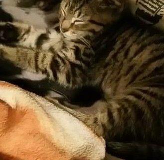 Huskat Horse billede 3