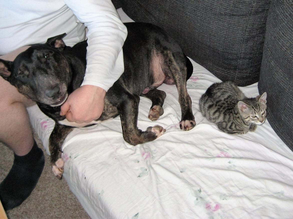 Huskat Horse - Hygger med min nye bedste ven billede 6